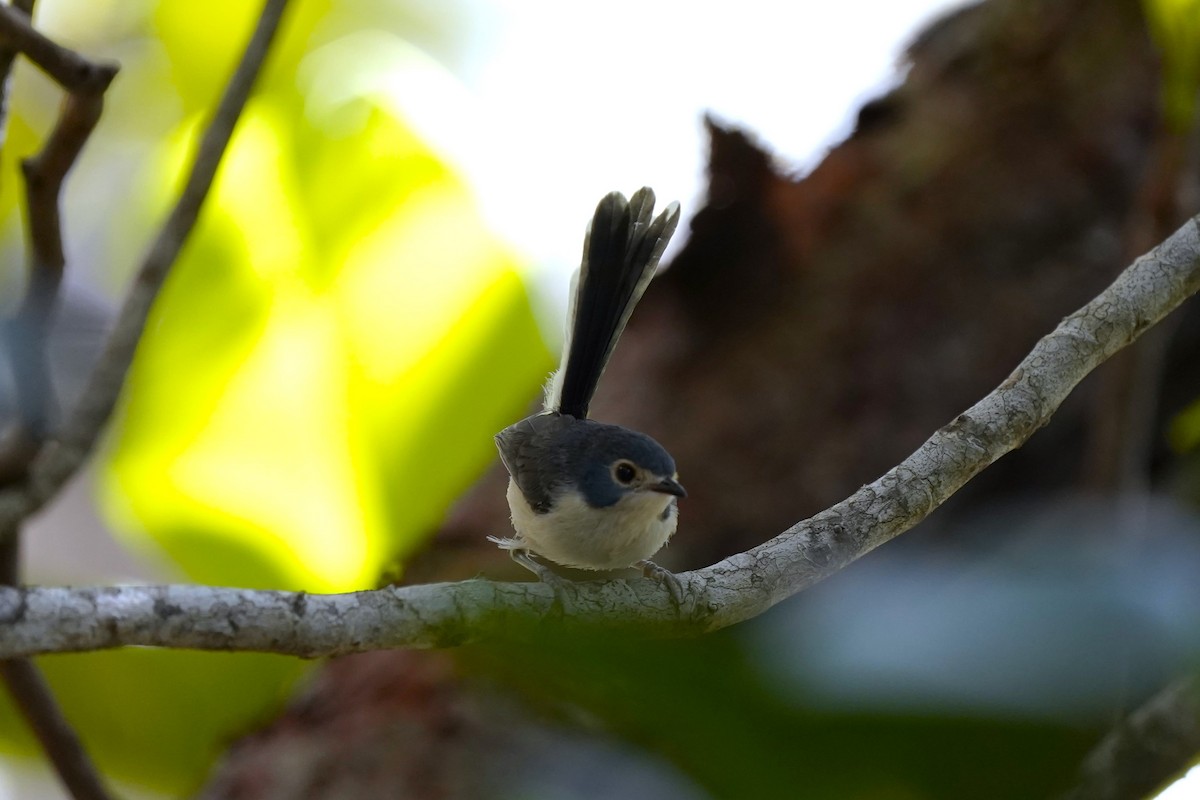 Lovely Fairywren - ML609280328