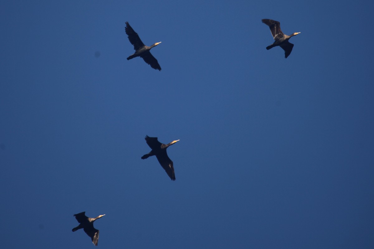 Great Cormorant (Australasian) - ML609280361