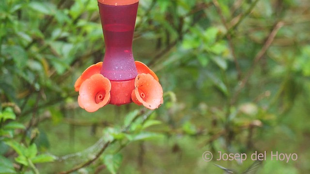 Many-spotted Hummingbird - ML609280409