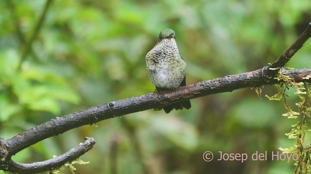 Many-spotted Hummingbird - ML609280492