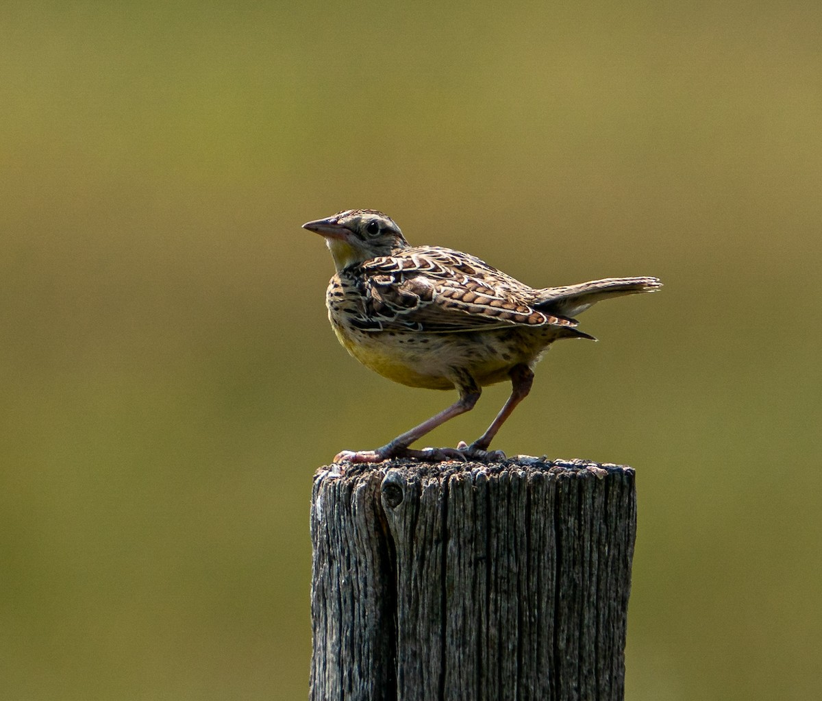 Western Meadowlark - ML609280504