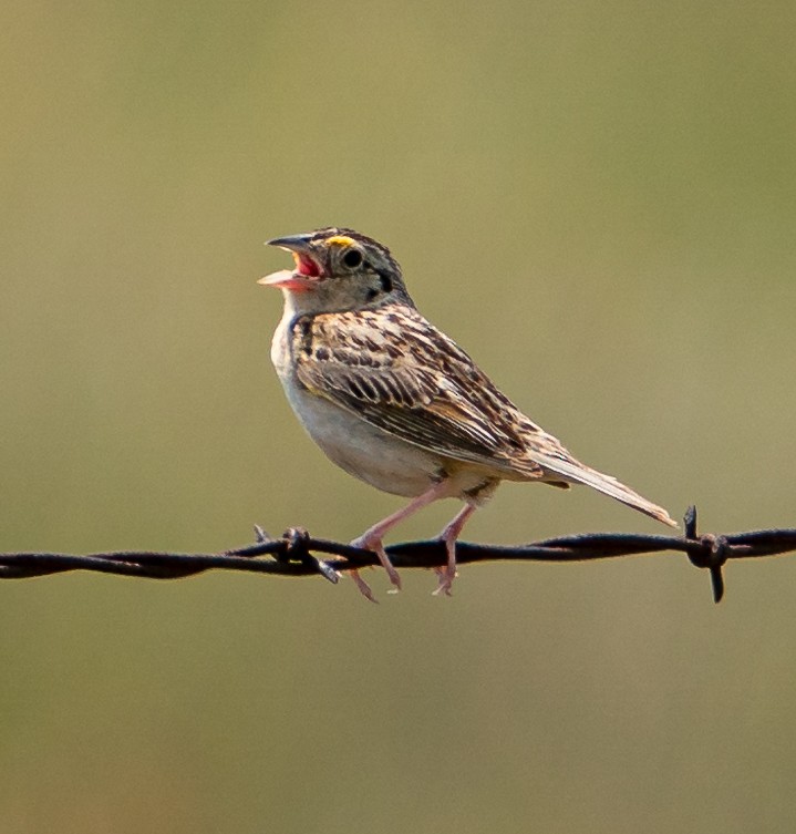 Grasshopper Sparrow - ML609280509