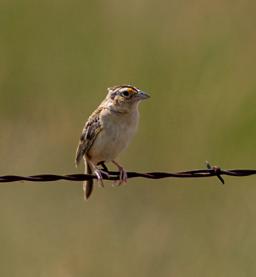 Grasshopper Sparrow - ML609280510