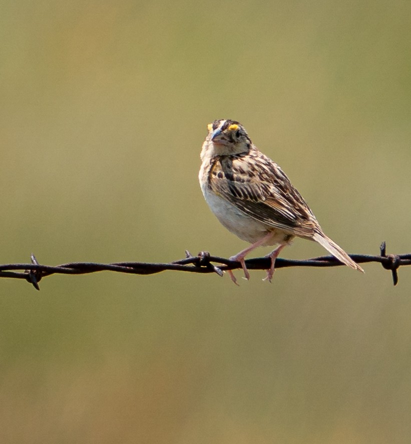 Grasshopper Sparrow - ML609280511