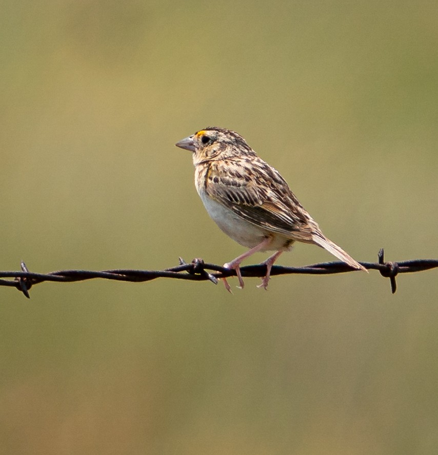 Grasshopper Sparrow - ML609280512