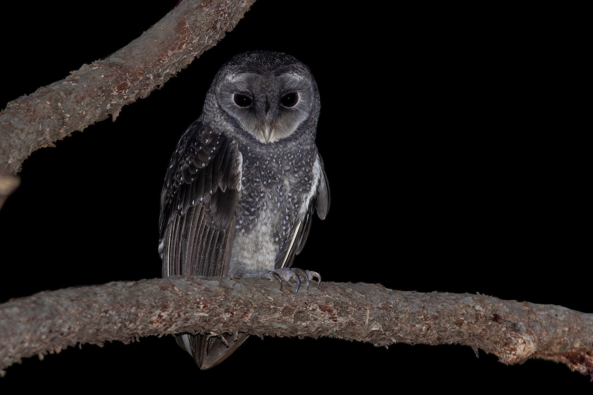 Sooty Owl - ML609280532