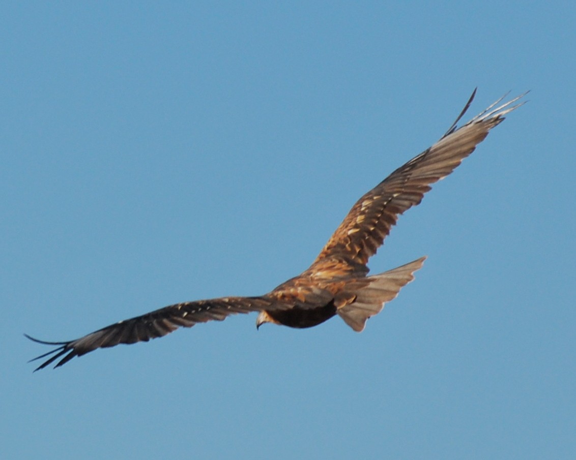 Black-breasted Kite - ML609280541
