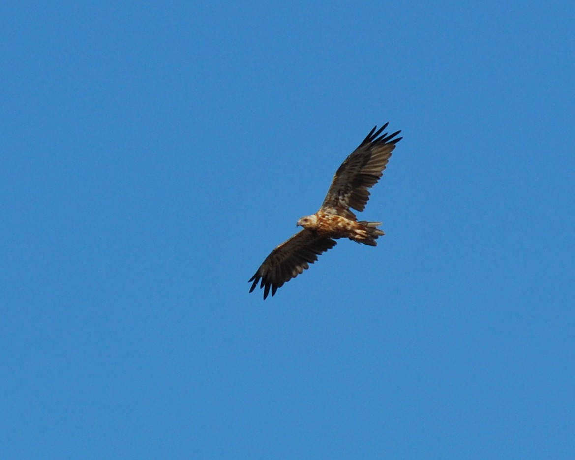 Black-breasted Kite - John Lowry