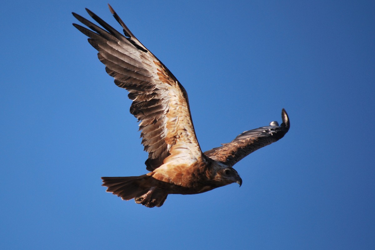 Black-breasted Kite - ML609280551