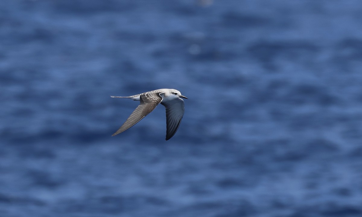 Bridled Tern - ML609280600