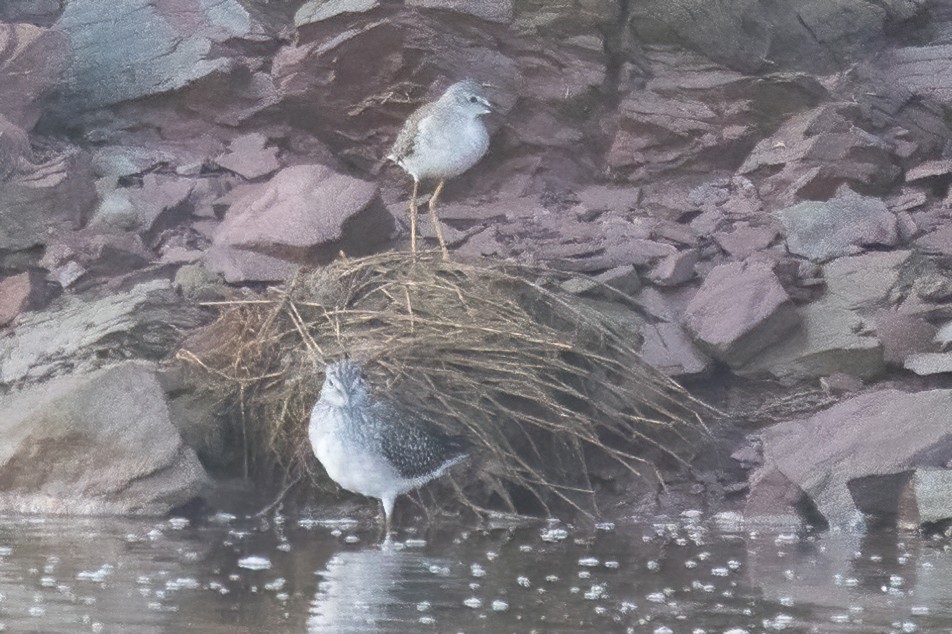 Lesser Yellowlegs - ML609280718