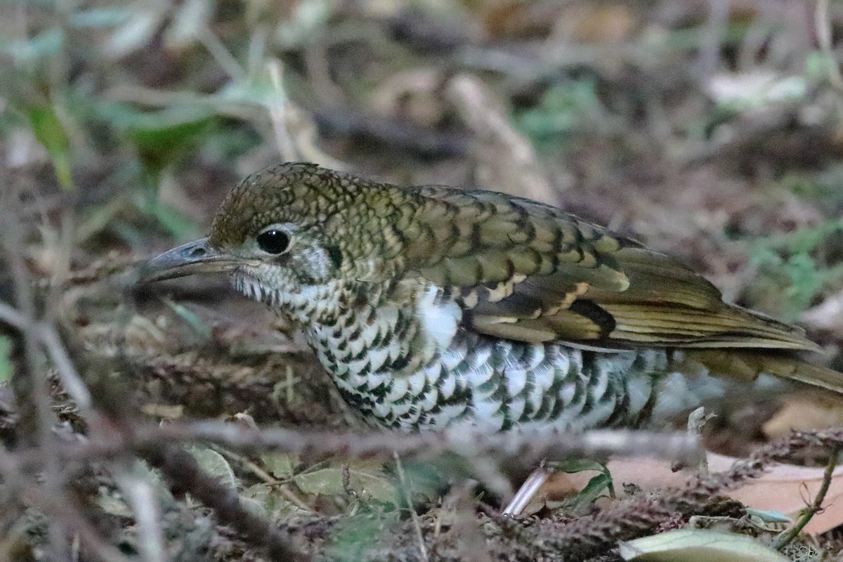 Russet-tailed Thrush - ML609280754