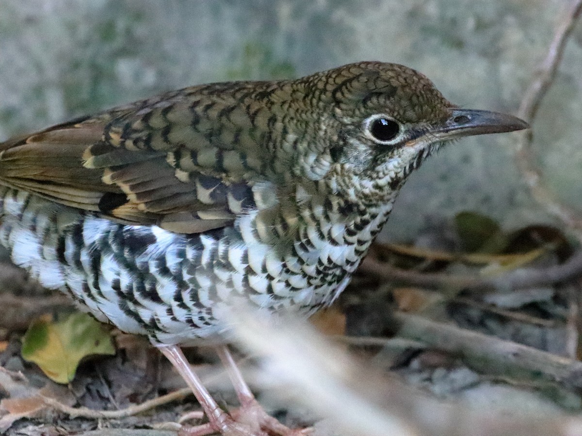 Russet-tailed Thrush - ML609280755