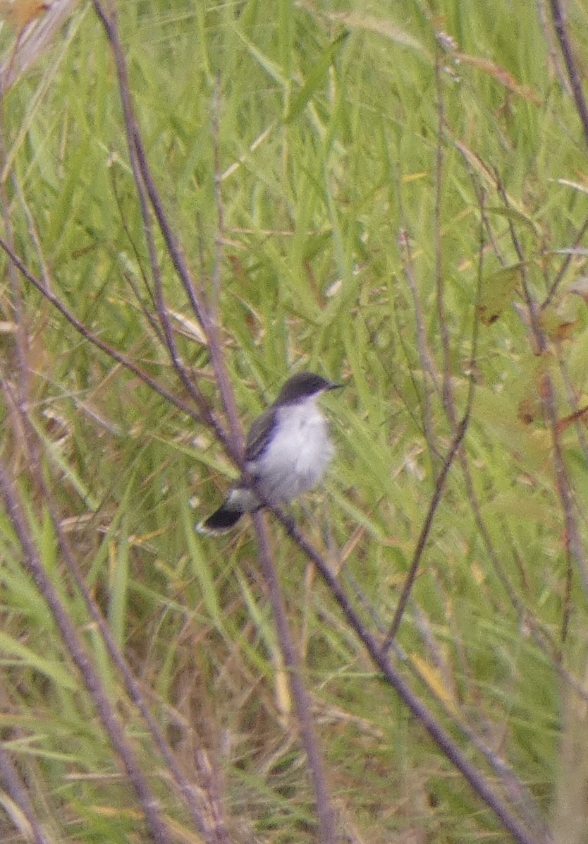 Eastern Kingbird - ML609280822