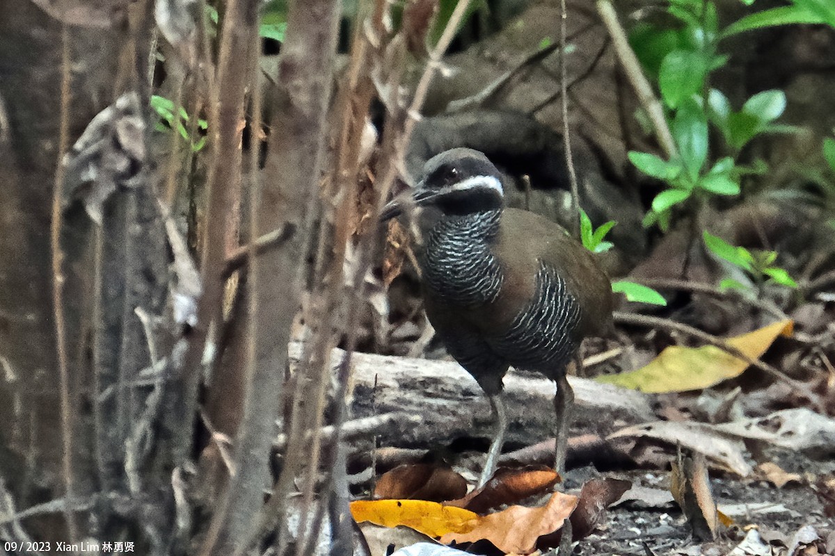 Barred Rail - ML609280828