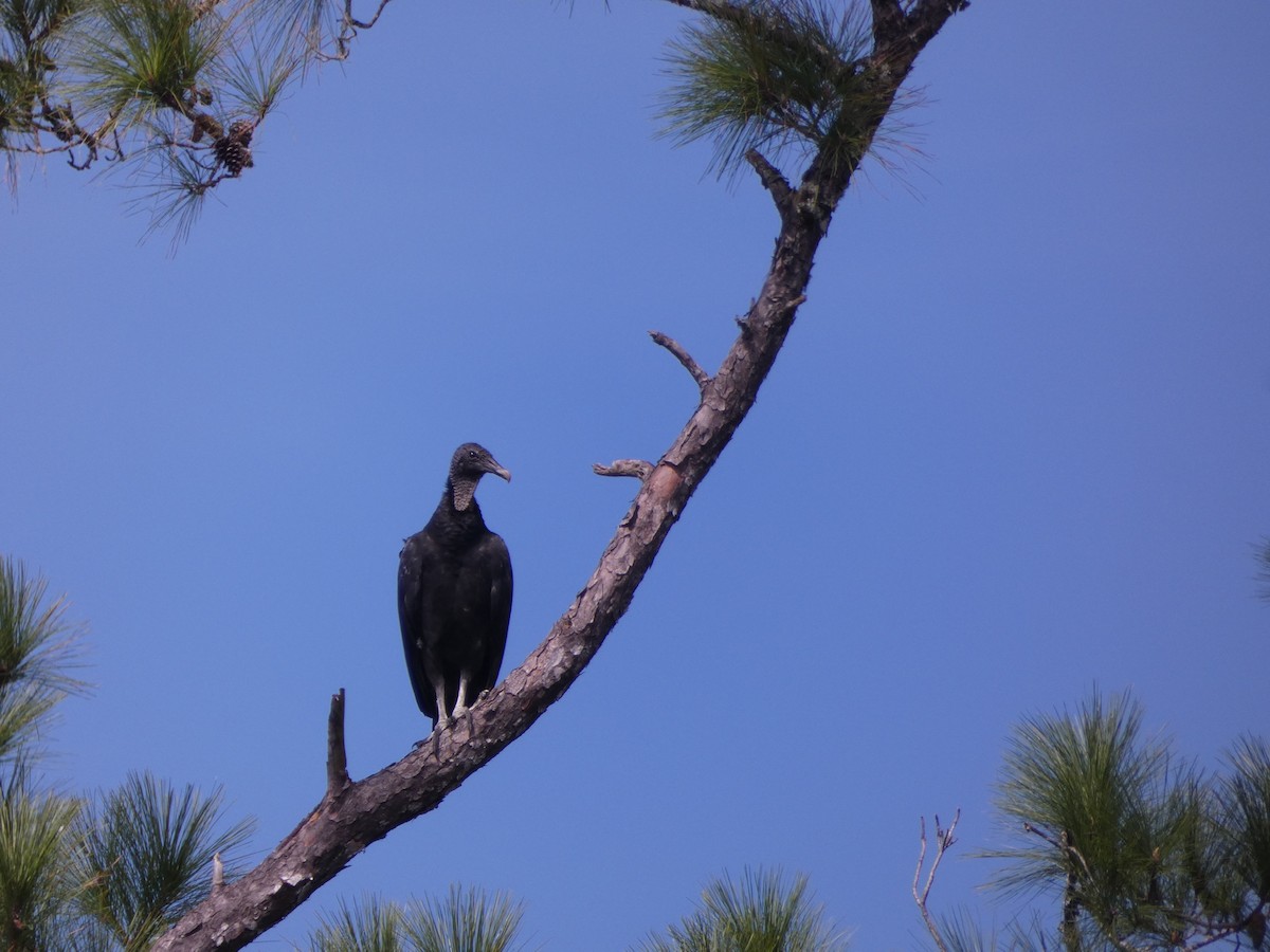 Black Vulture - ML609280832