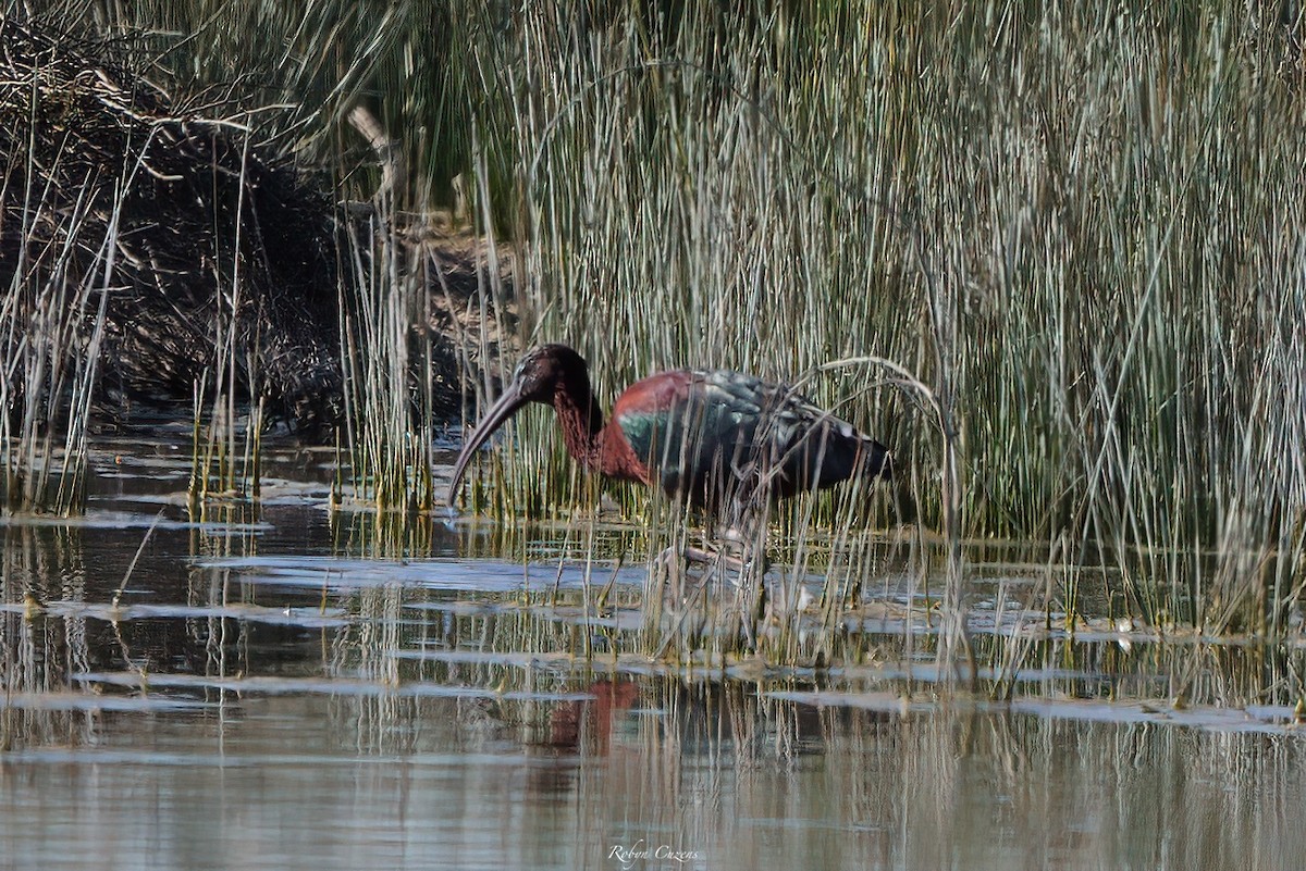 ibis hnědý - ML609280836