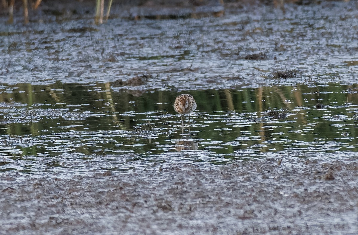 Sharp-tailed Sandpiper - ML609280840