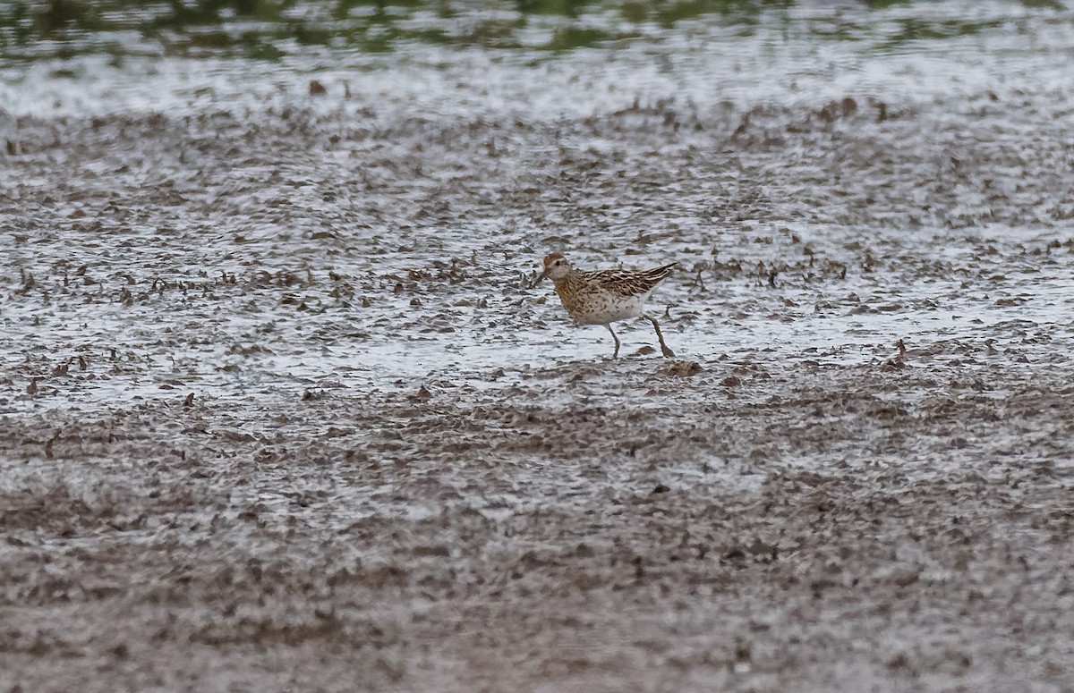 Sharp-tailed Sandpiper - ML609280841