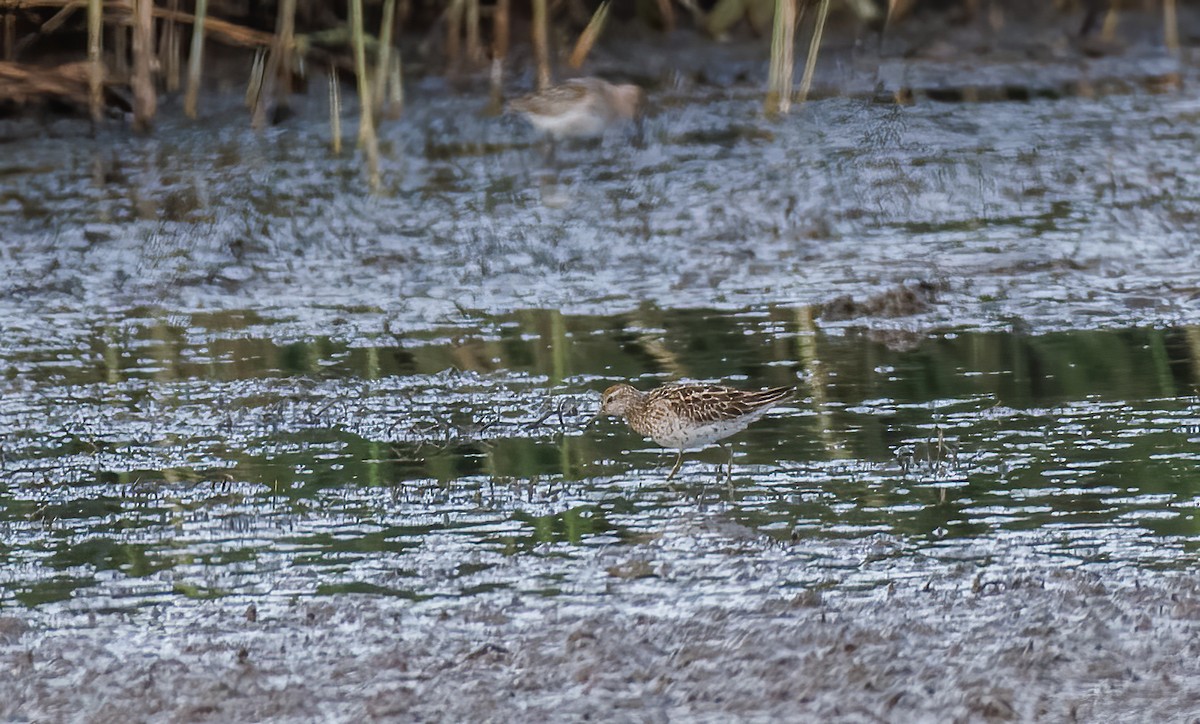 Sharp-tailed Sandpiper - ML609280842