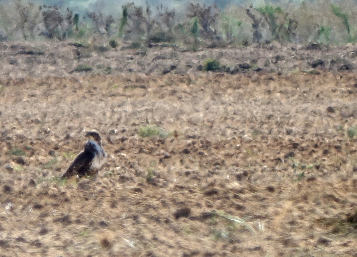 Common Buzzard - ML609280853