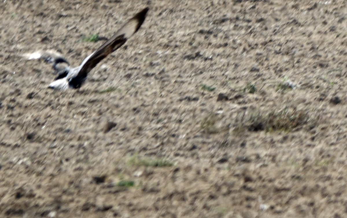 Common Buzzard - ML609280854