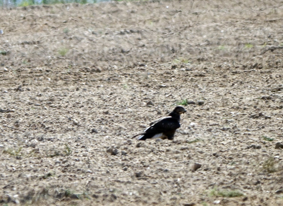 Common Buzzard - ML609280855