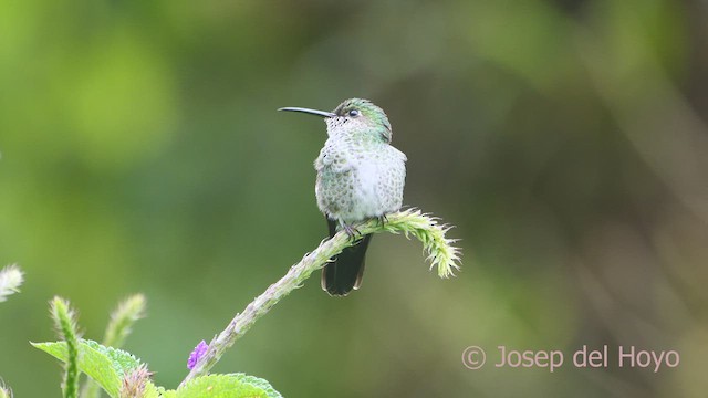 Many-spotted Hummingbird - ML609280873