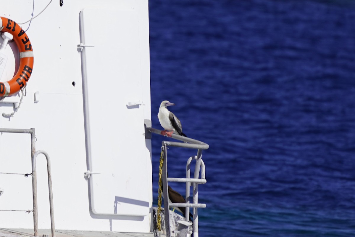 Red-footed Booby - ML609281053