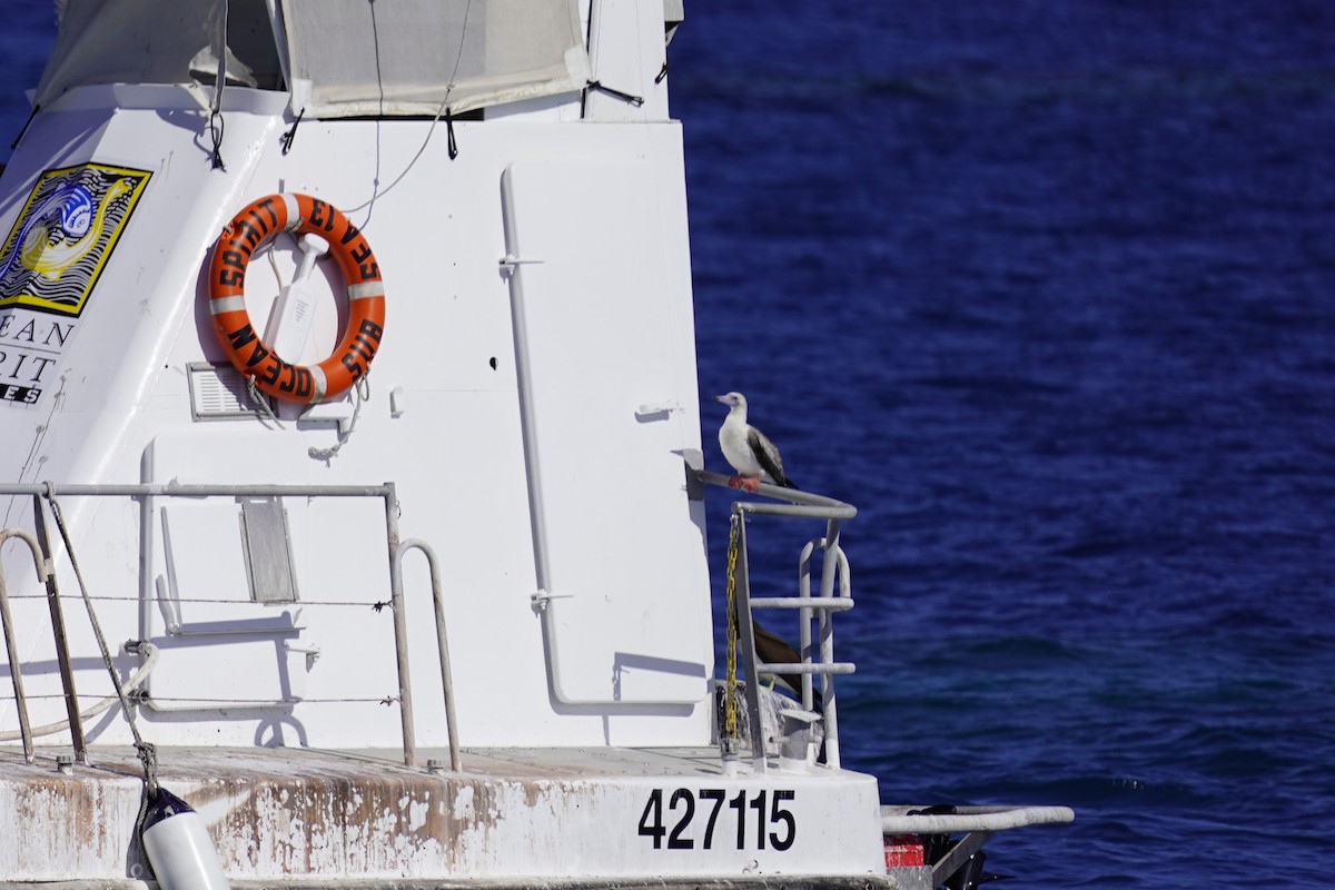 Red-footed Booby - ML609281054