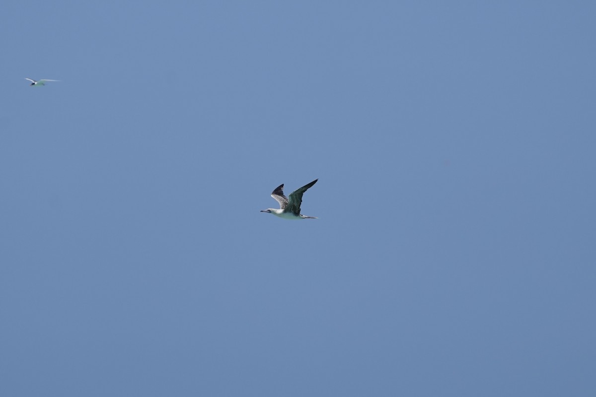 Red-footed Booby - ML609281055