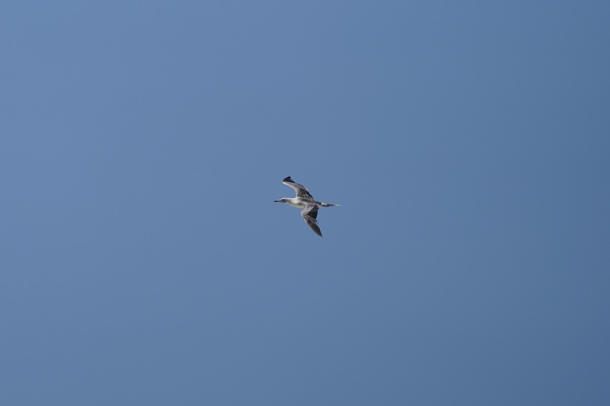 Red-footed Booby - ML609281057
