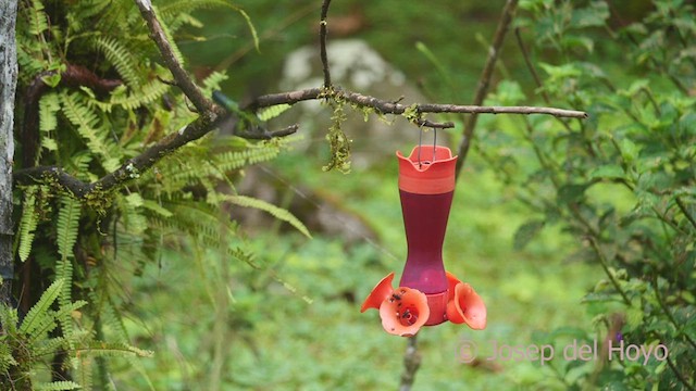 Many-spotted Hummingbird - ML609281085