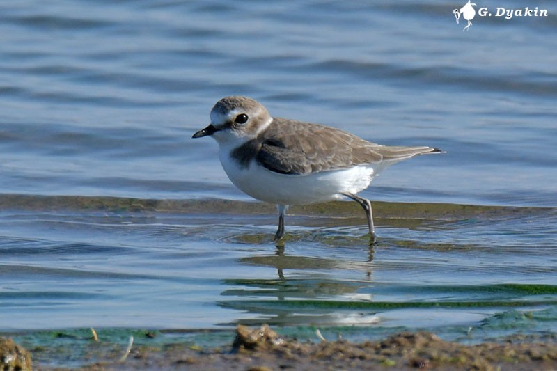 Kentish Plover - ML609281254