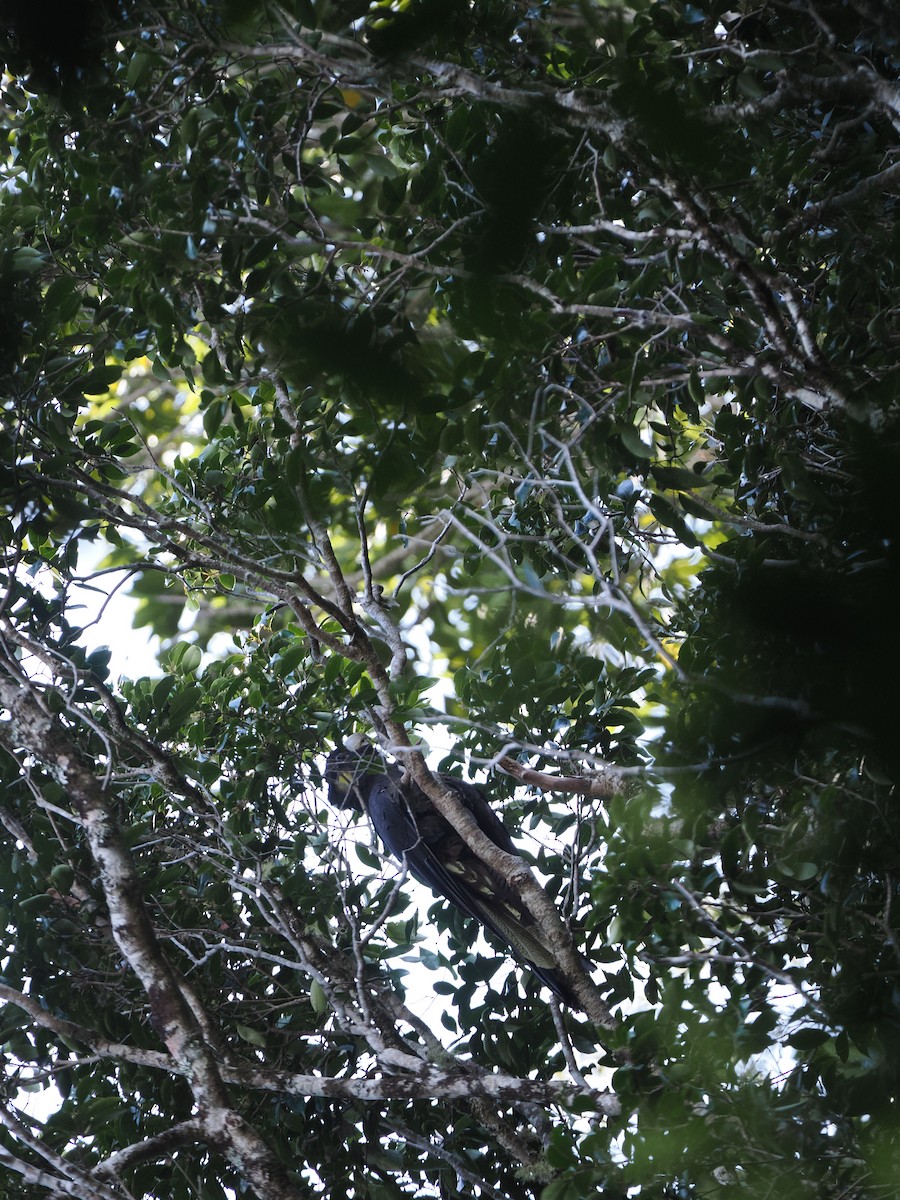 Yellow-tailed Black-Cockatoo - ML609281266