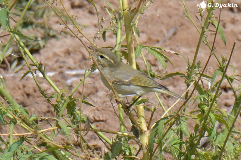 Greenish Warbler - ML609281268