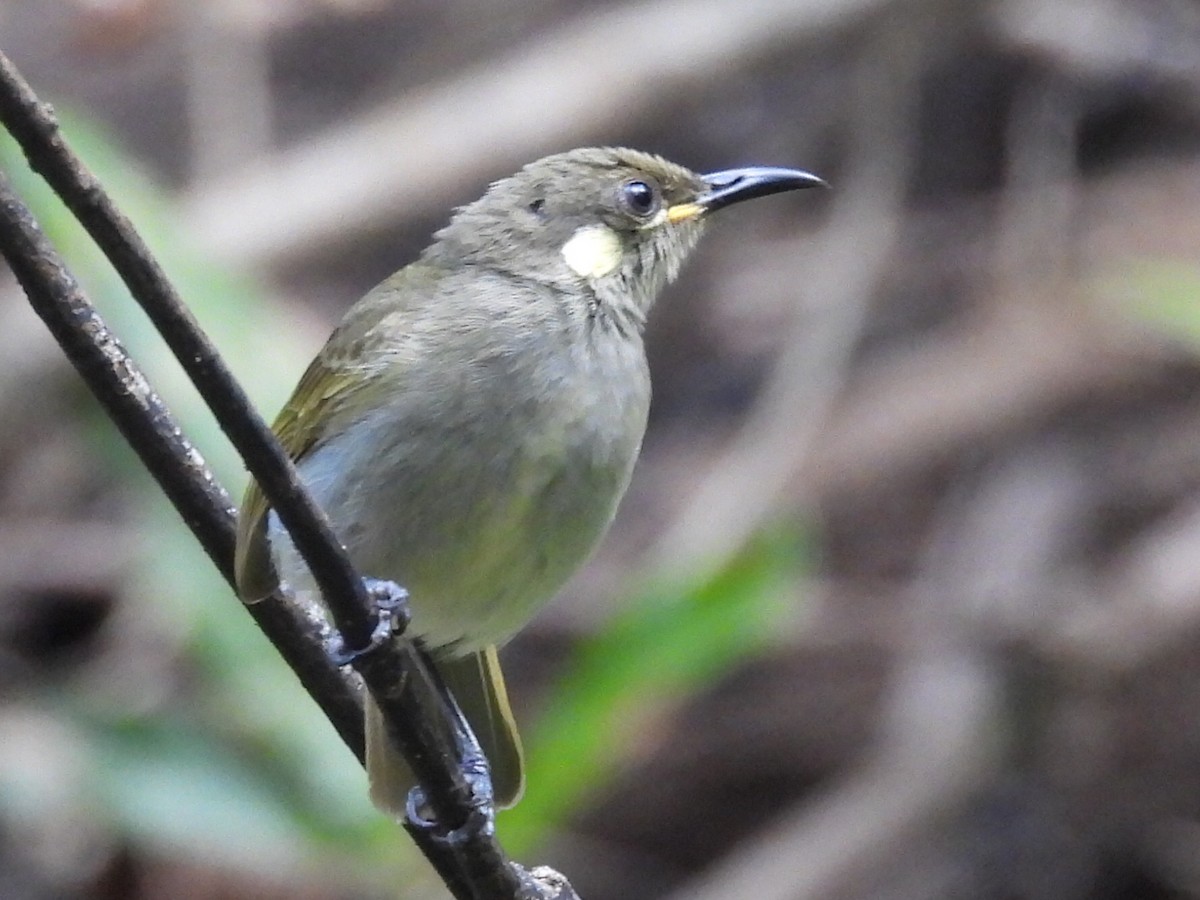 Graceful Honeyeater - ML609281276