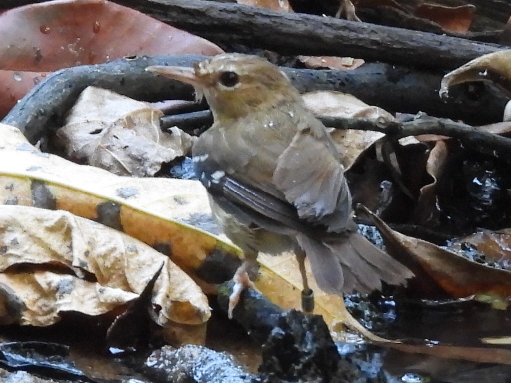 Tropical Scrubwren - Scott Fox