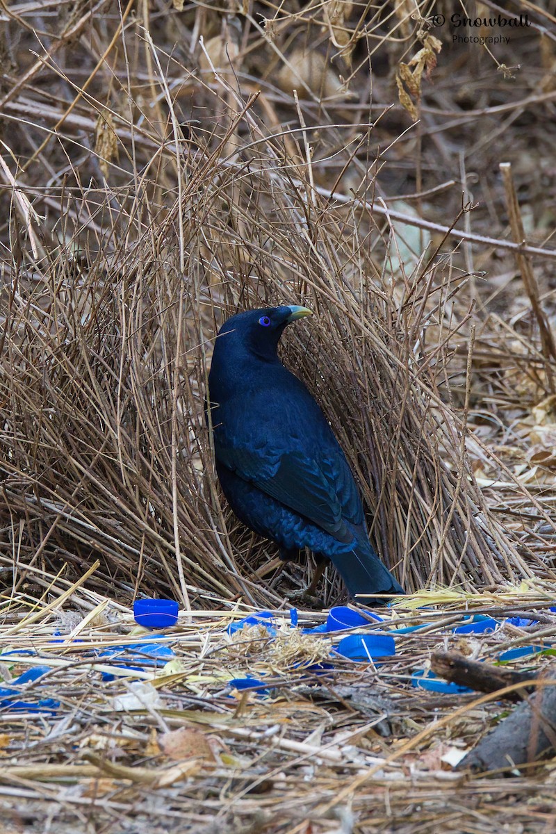 Satin Bowerbird - ML609281343