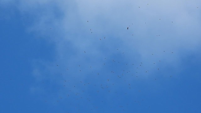 Broad-winged Hawk - ML609281395