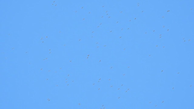 Broad-winged Hawk - ML609281411