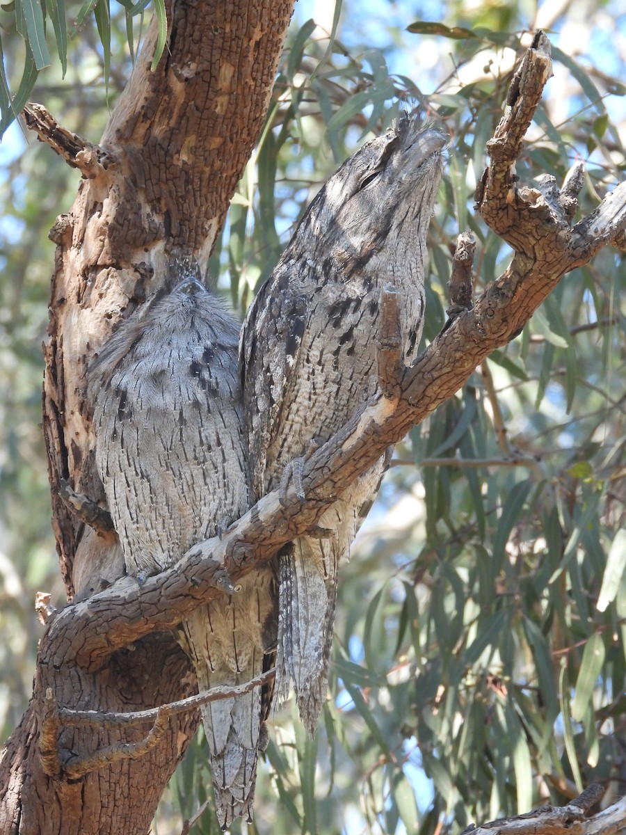 Tawny Frogmouth - Amara Bharathy