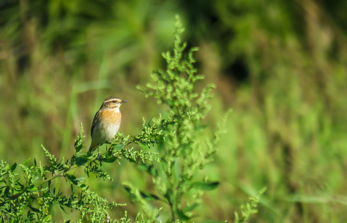 Whinchat - ML609281457