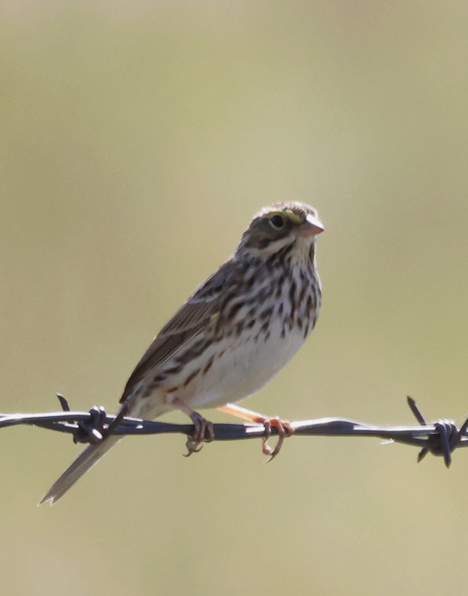 Savannah Sparrow - ML609281515