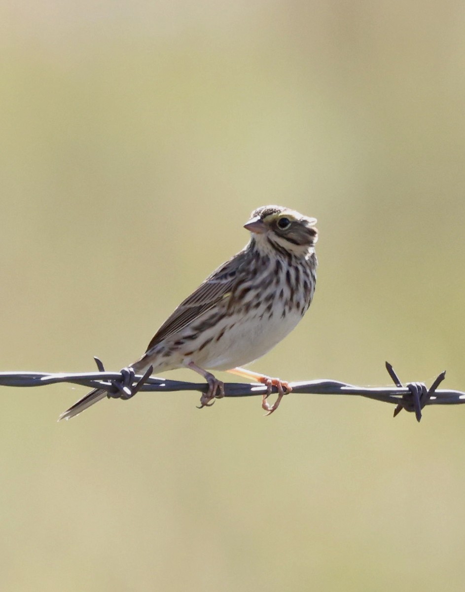 Savannah Sparrow - ML609281516