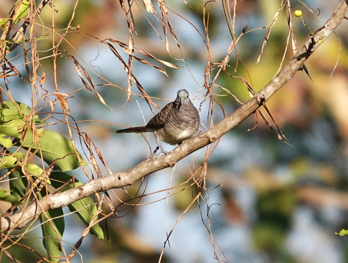 Barred Dove - ML609281663