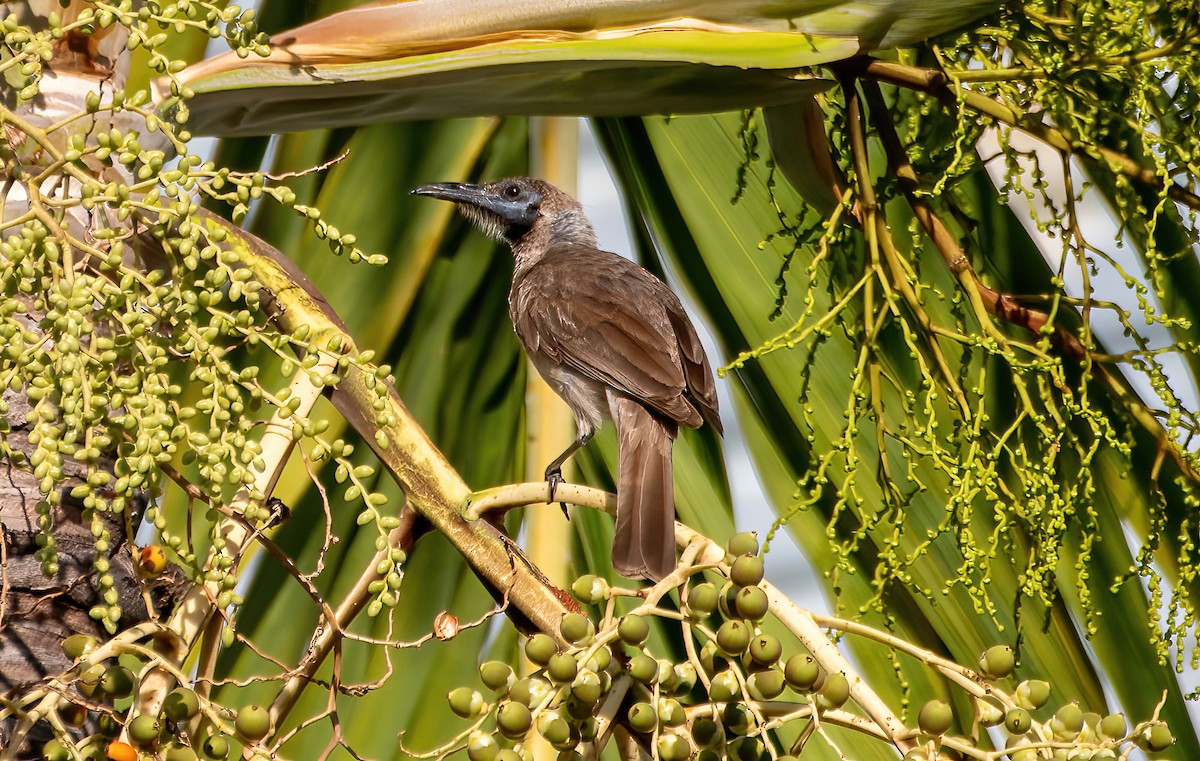 Filemón Goligualdo - ML609281666