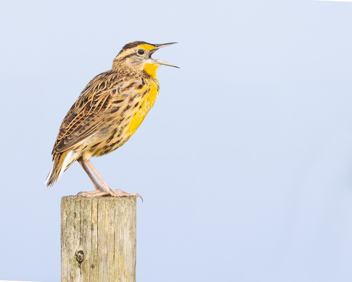 Eastern Meadowlark (Eastern) - ML609281798