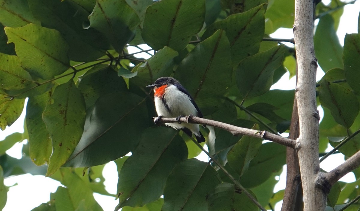 Red-chested Flowerpecker - Craig Morley