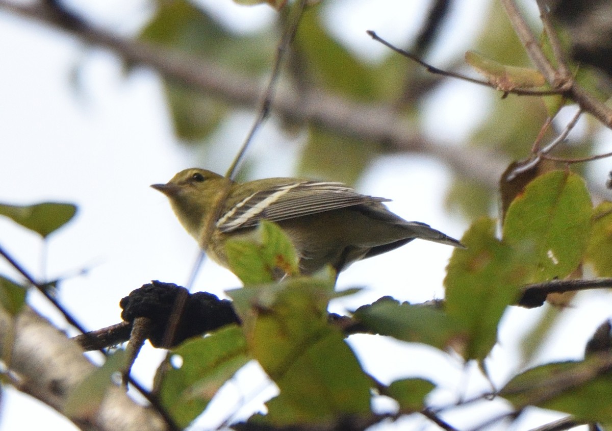 Braunkehl-Waldsänger - ML609281847